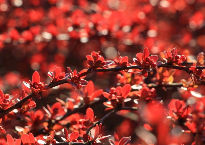 hd wallpaper, leaves, red