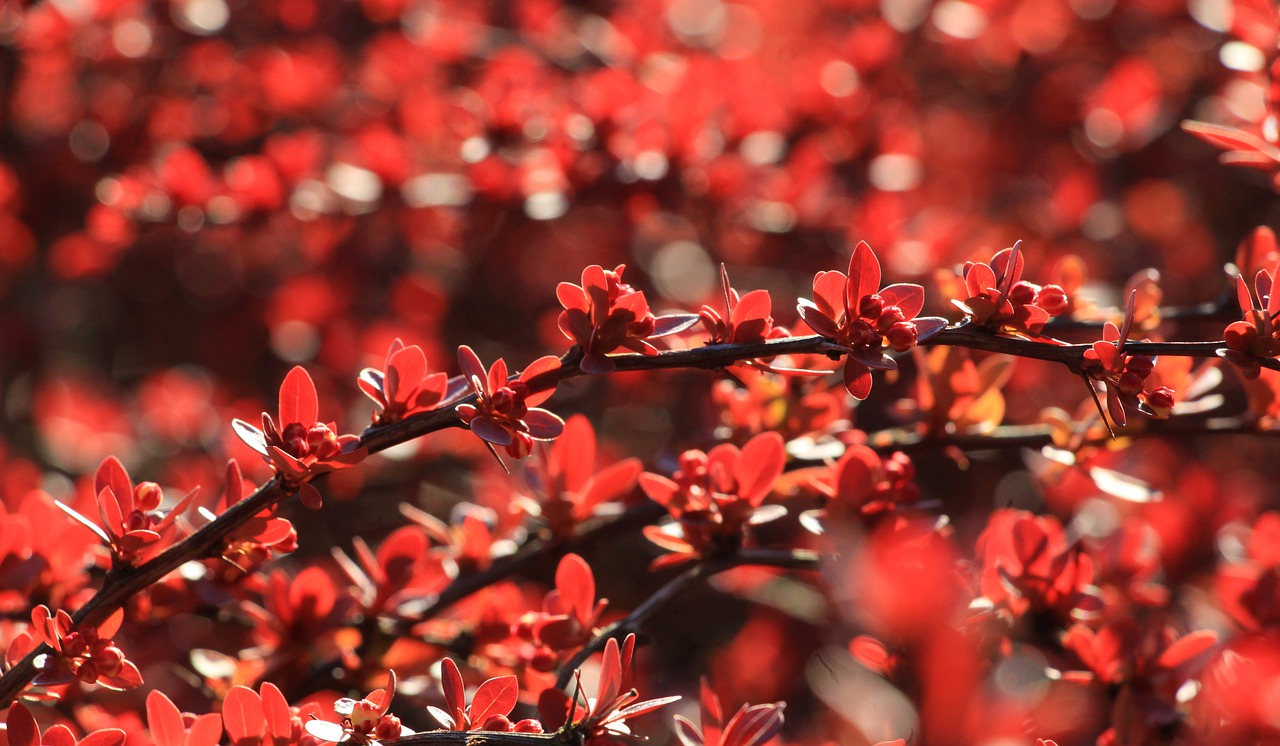 hd wallpaper, leaves, red